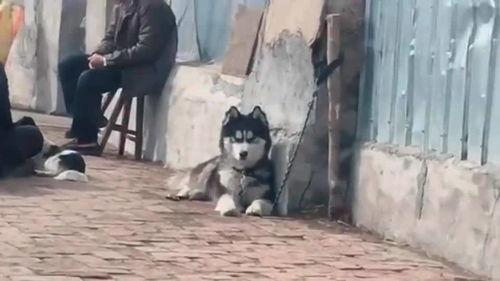 请驯服这只恶少,一场甜蜜的逆袭之旅